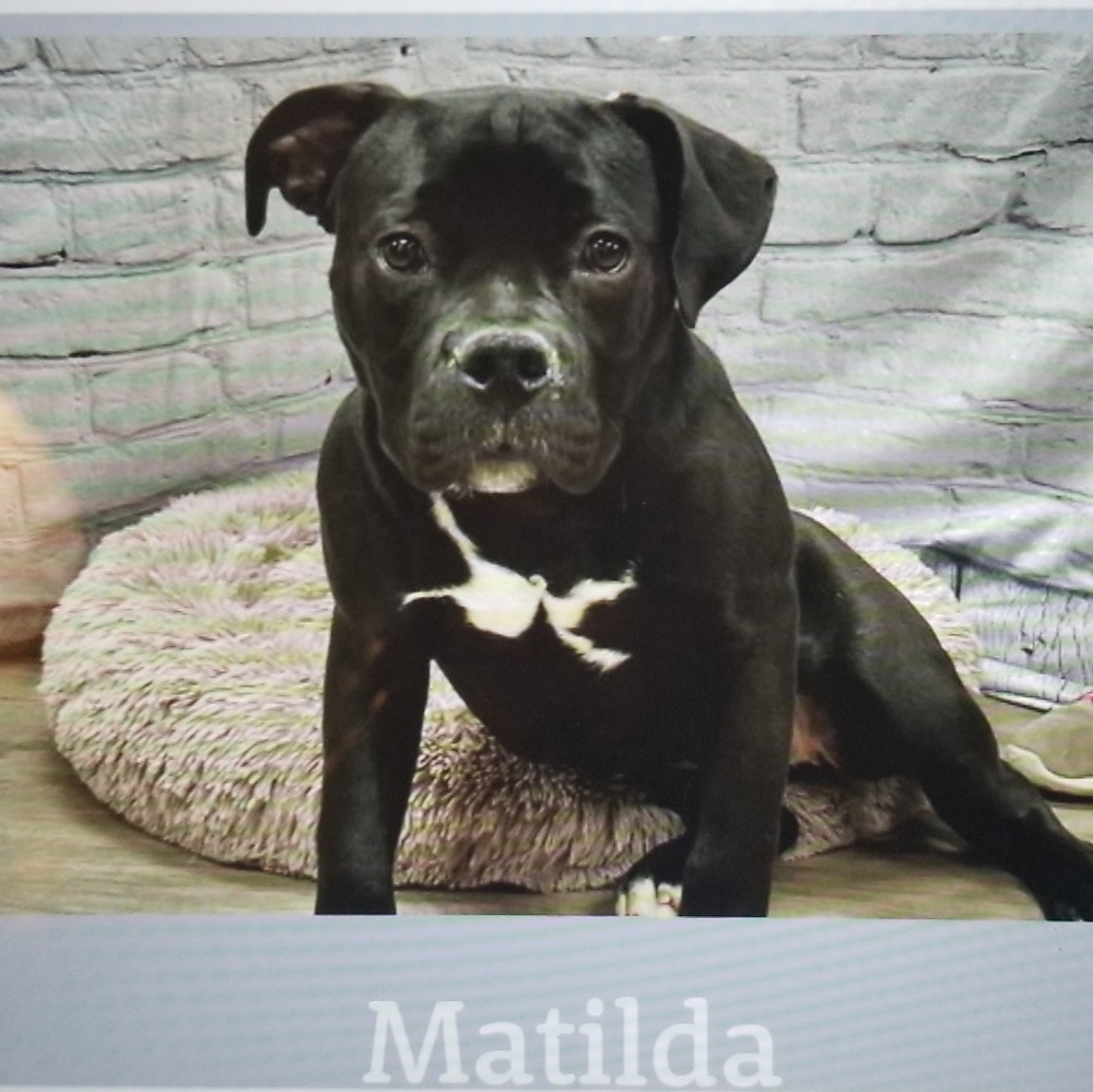 Meet your Posher Melissa and Matilda